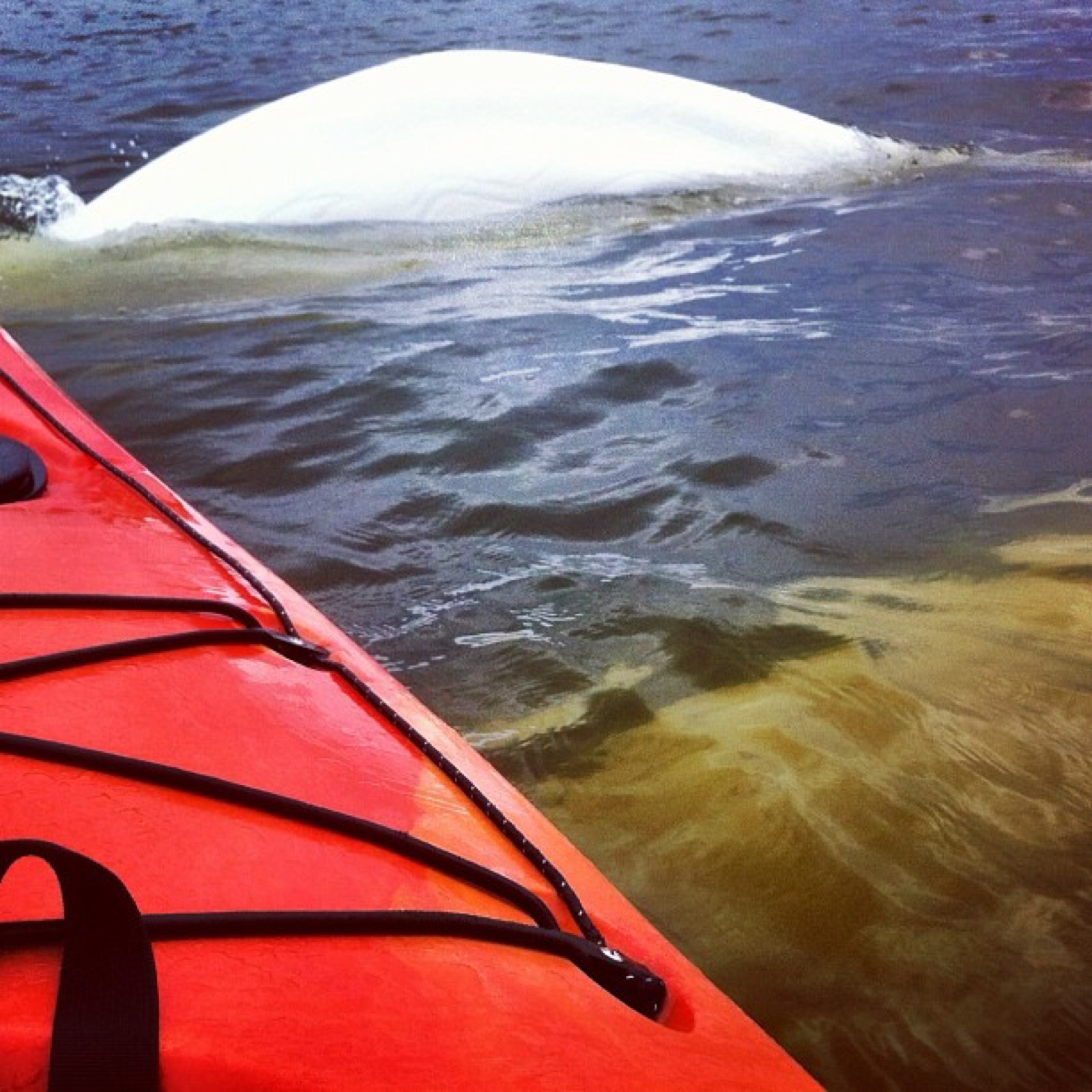 Kajakfahren mit Belugas in Churchill, Manitoba